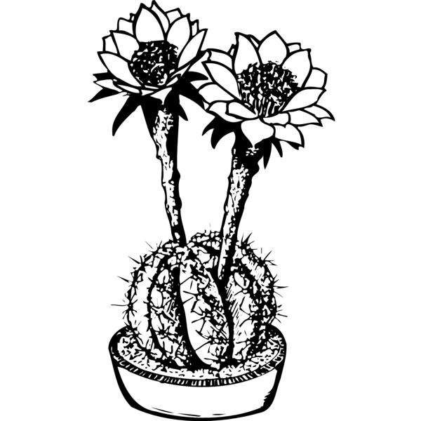 CACTUS03 Thumbnail